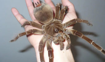 Picture 10 of the Biggest Spiders in the World