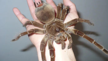 Picture 10 of the Biggest Spiders in the World