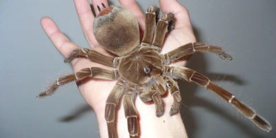 Picture 10 of the Biggest Spiders in the World