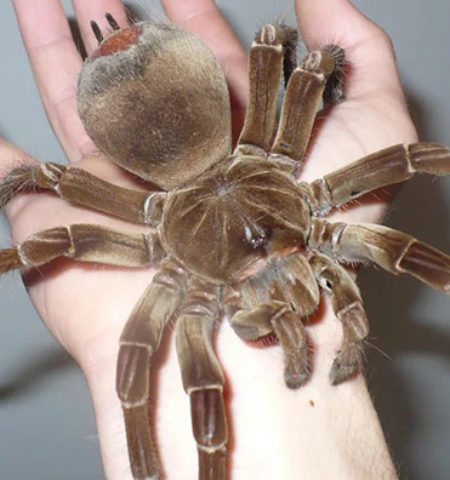 Picture 10 of the Biggest Spiders in the World