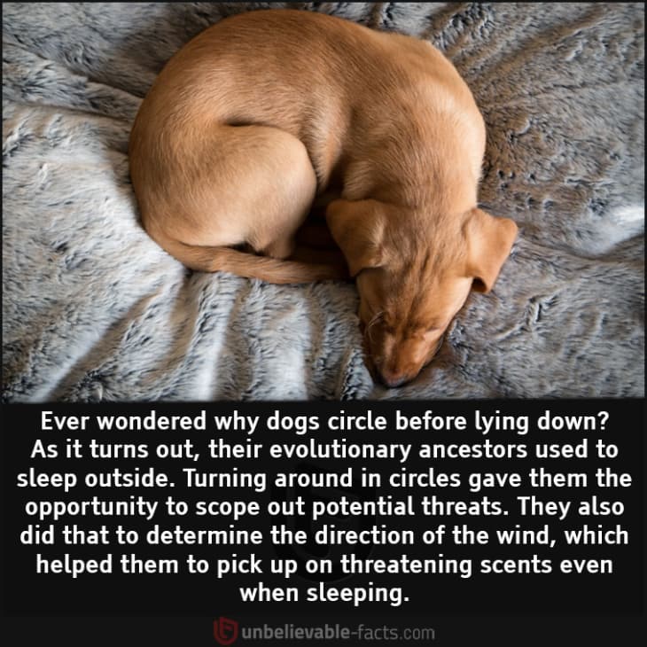 Here's Why Dogs Run in Circle before Lying Down