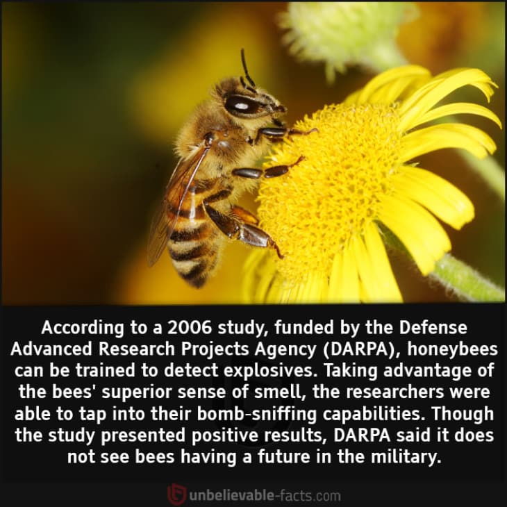 Honeybees Can be Trained to Detect Explosives