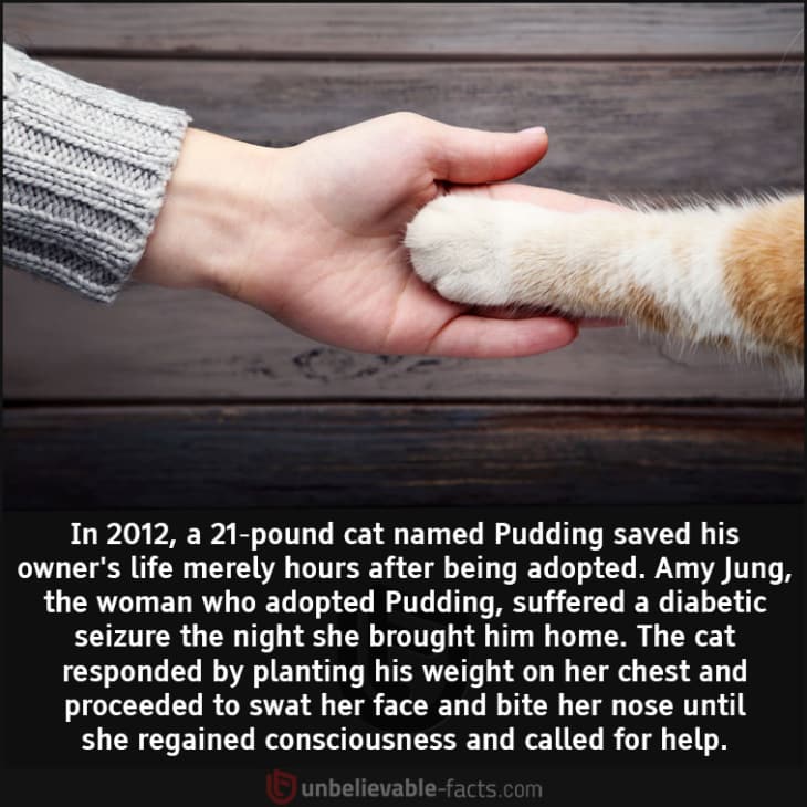 How a Cat Saved Her Owner's Life