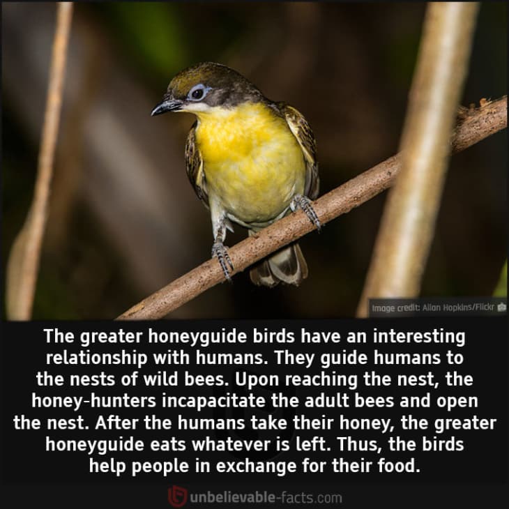 How the Greater Honeyguide Birds Help Humans and Themselves