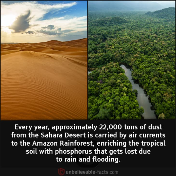 How the Sahara Desert Enriches the Soil in the Amazon Rainforest