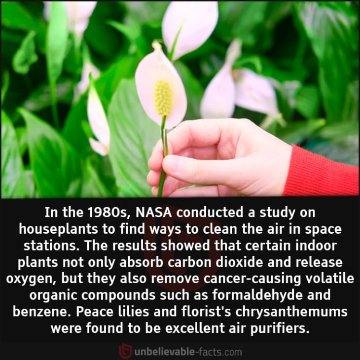 Indoor Plants Help to Cleanse the Air