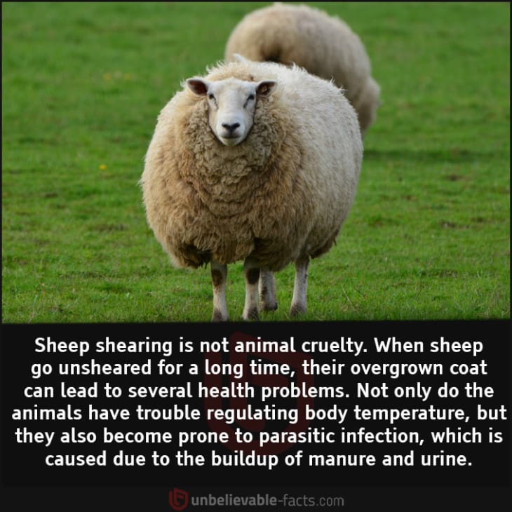 Is Shearing Harmful for the Sheep?