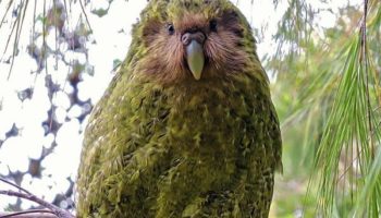 Picture Kākāpō – Parrots That Look Like Owls
