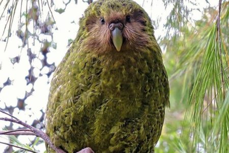 Picture Kākāpō – Parrots That Look Like Owls