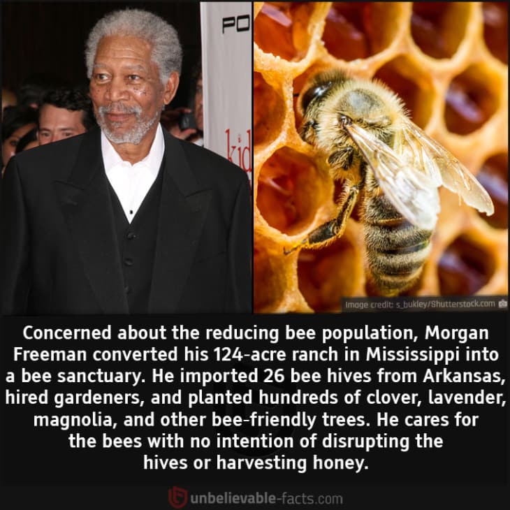 Morgan Freeman Has Turned His Ranch into a Bee Sanctuary, fun fact