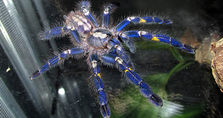 Peacock Tarantula