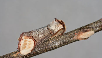 Picture Phalera bucephala – Moth That Looks Like Broken Birch Twig