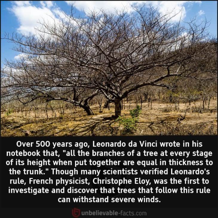 Researcher Proves Leonardo da Vinci's Theory on Trees