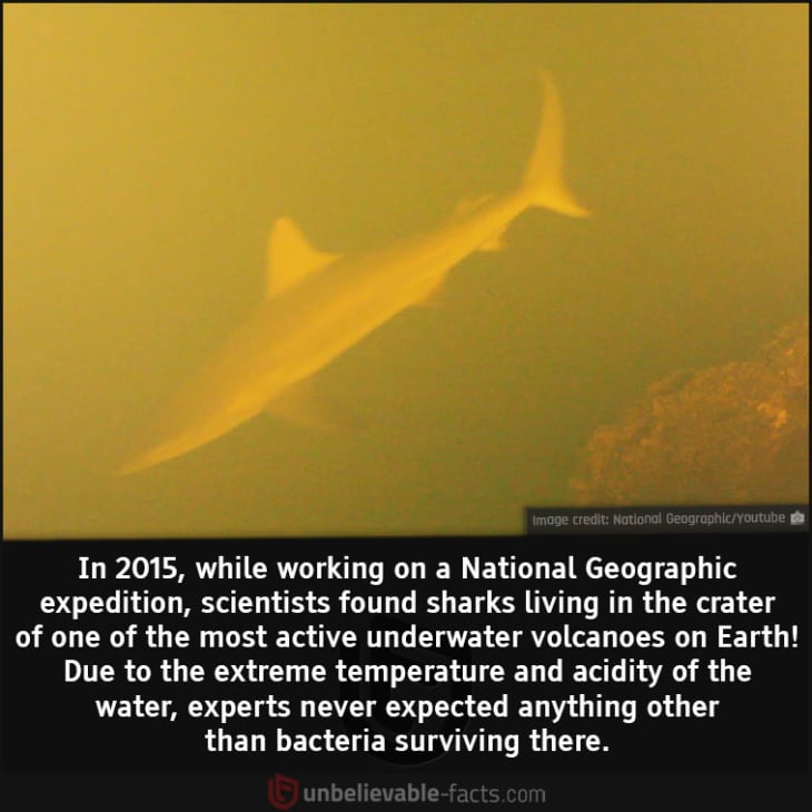 Sharks Found Living in The Crater of Active Underwater Volcano