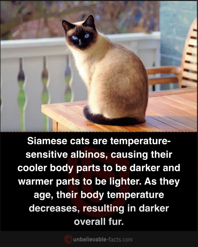Siamese cats' fur darkens with age