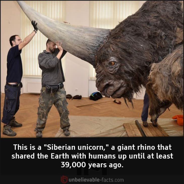 Siberian Unicorn