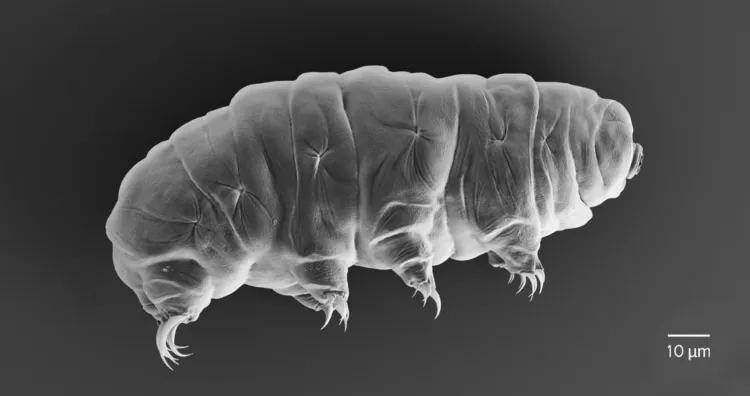 Tardigrade size