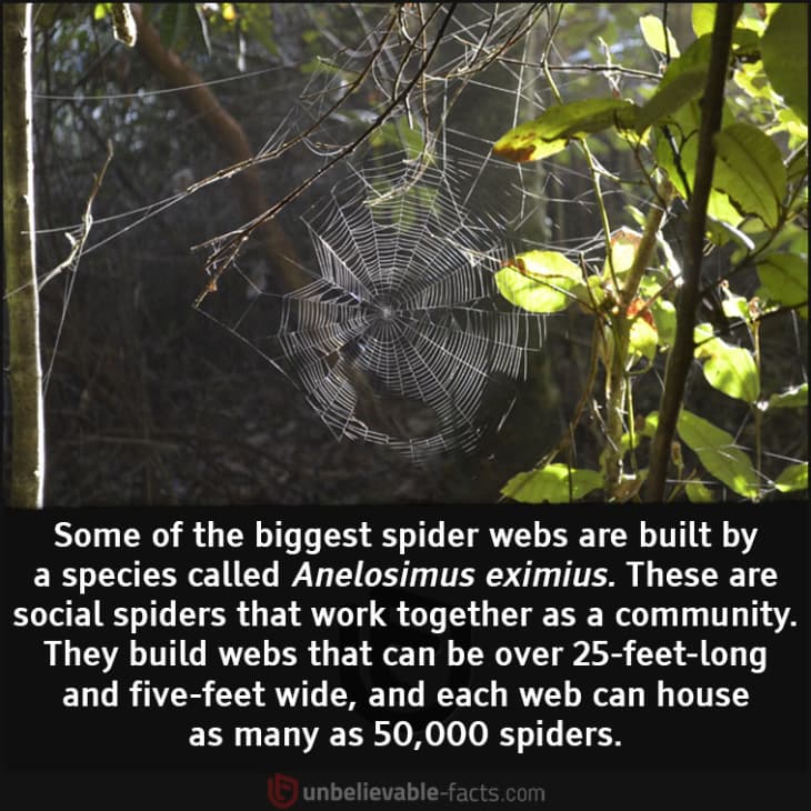 The Biggest Spider Webs You've Ever Seen