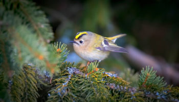Picture The Goldcrest – Britain’s Smallest Bird
