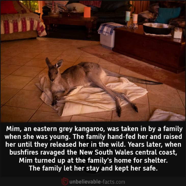 The Heartwarming Story of Mim, the Kangaroo