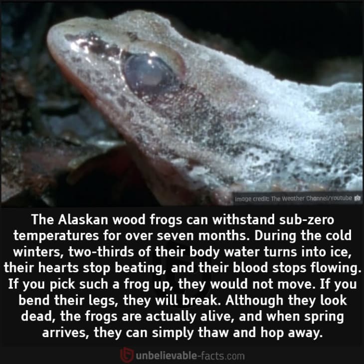 The Incredible Ability of Alaskan Wood Frogs