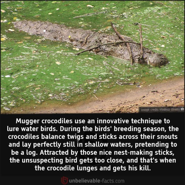 The Incredibly Smart Hunting Tactic of the Mugger Crocodiles