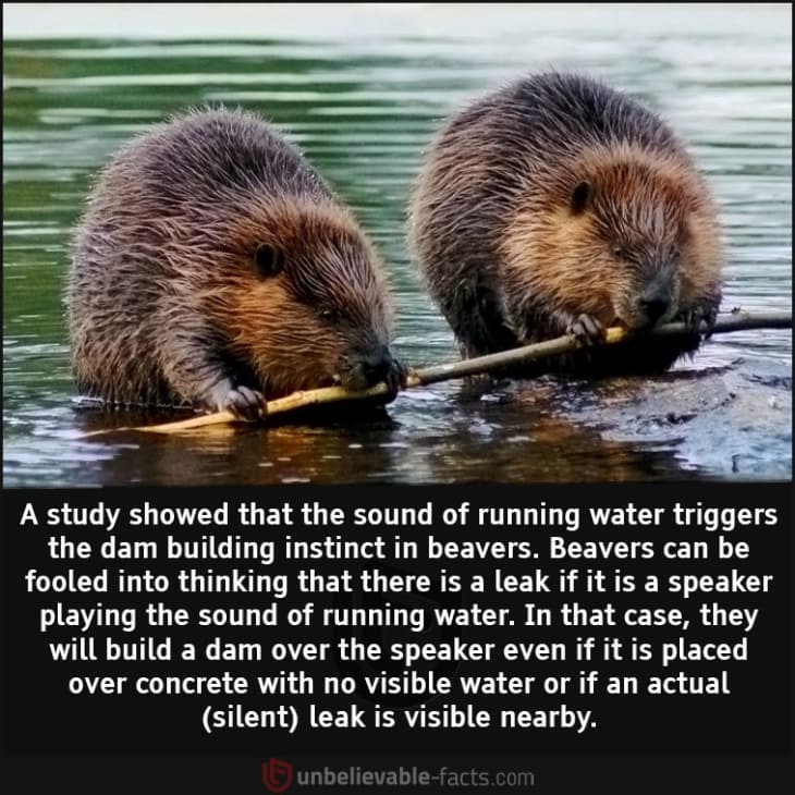 The Sound of Running Water Triggers Dam Building Instincts in Beavers