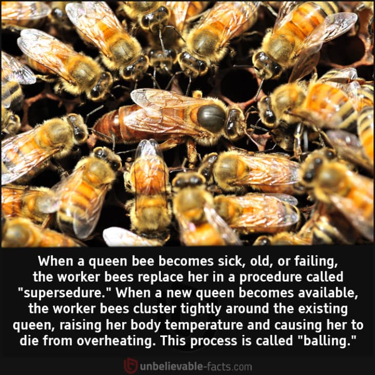 The Tragic Fate of an Ailing Queen Bee