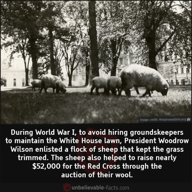 The White House Had its Very Own Sheep