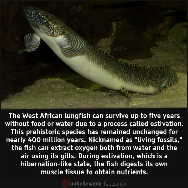 This Fish Can Survive for Years without Food or Water