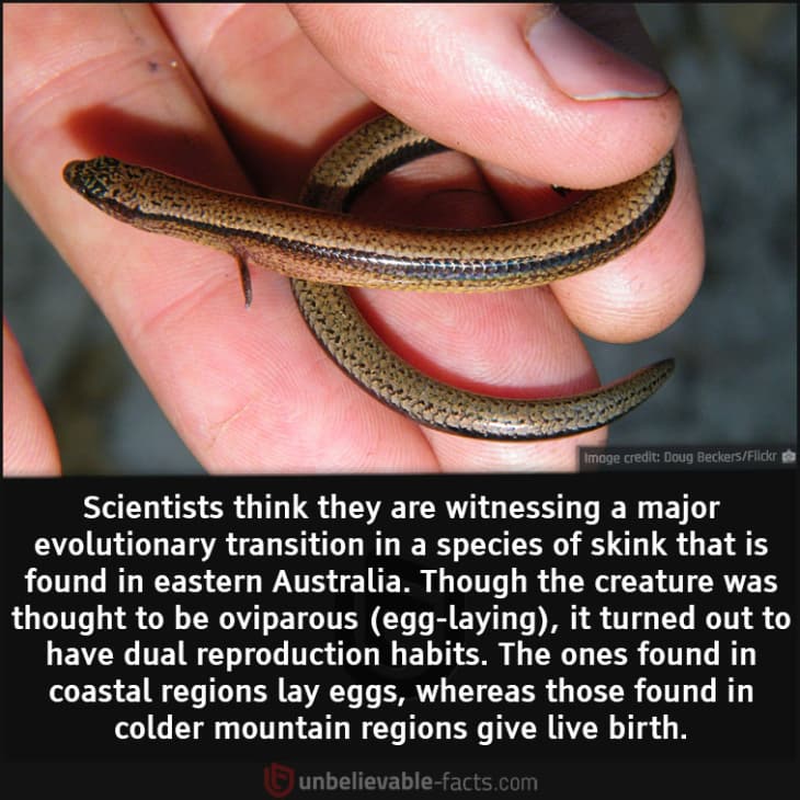 This Skink is Undergoing a Major Evolutionary Transition