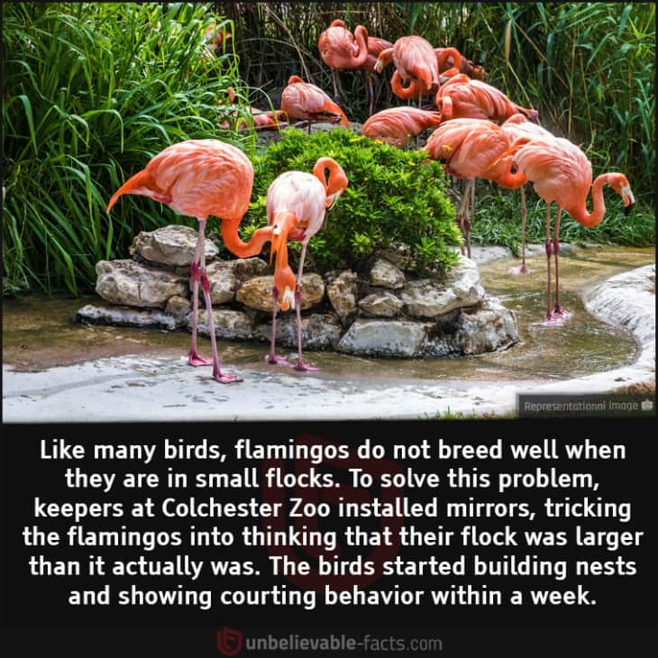 This Zoo Used Mirrors to Help Its Flamingos to Breed