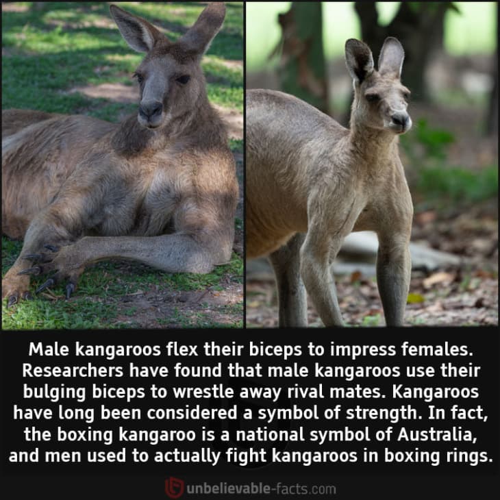 This is How Male Kangaroos Impress Female Kangaroos