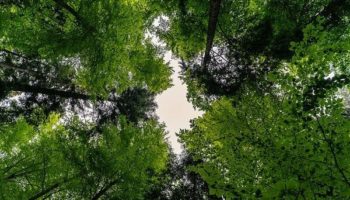 Picture Trees Talk to Each Other and Share Nutrients through Fungal Networks