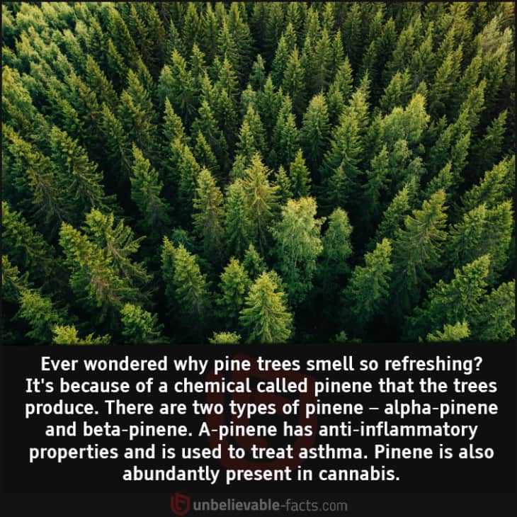 What Makes Pine Trees Smell so Refreshing?