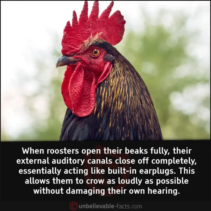 Why Roosters Don't Go Deaf from Crowing So Loudly