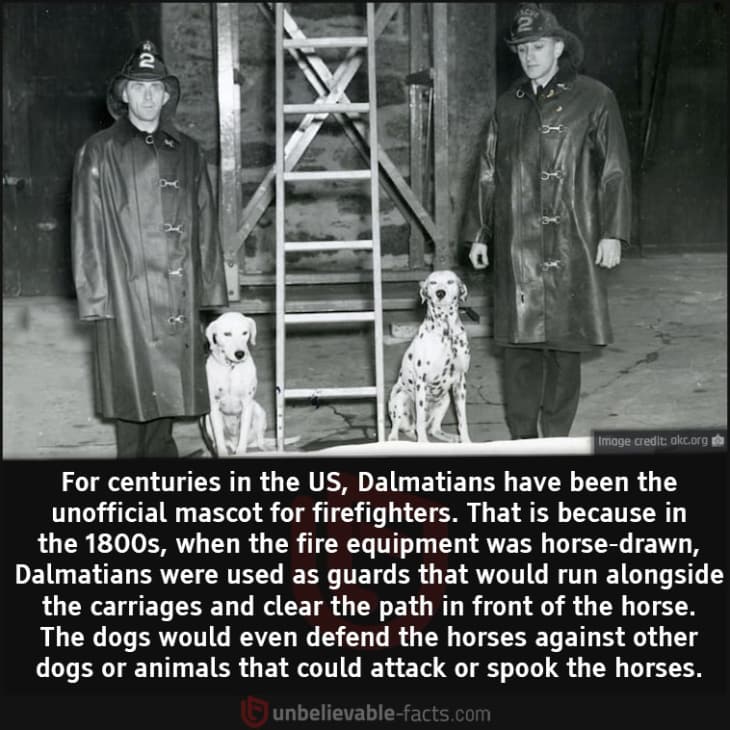 Why are Dalmatians the Unofficial Mascot for Firefighters?