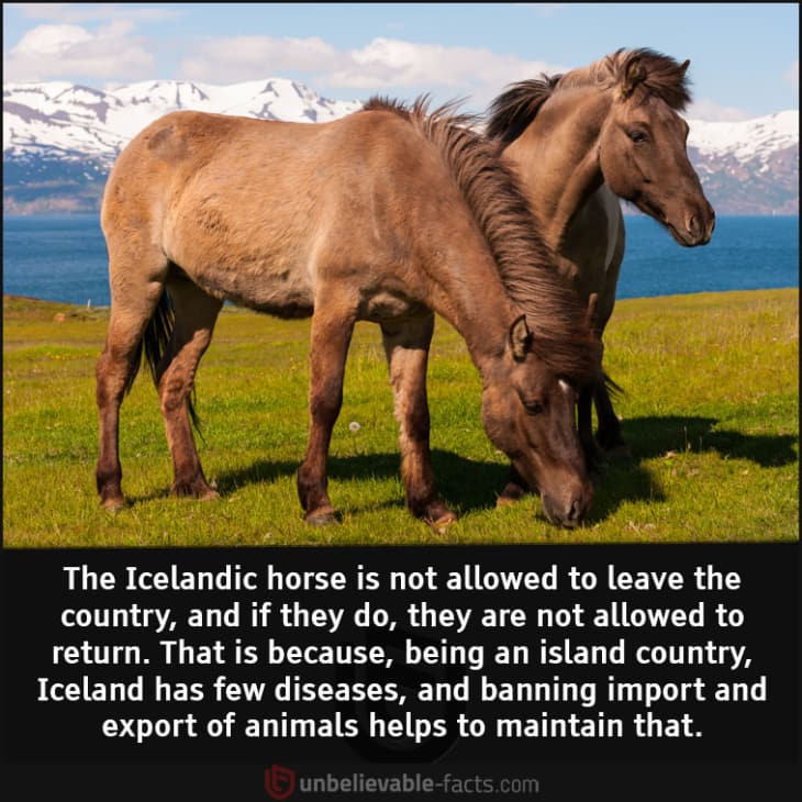 Why aren't Icelandic Horses Allowed to Leave the Country?