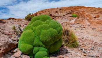 Picture Yareta – A Plant That Looks Like a Green Glob