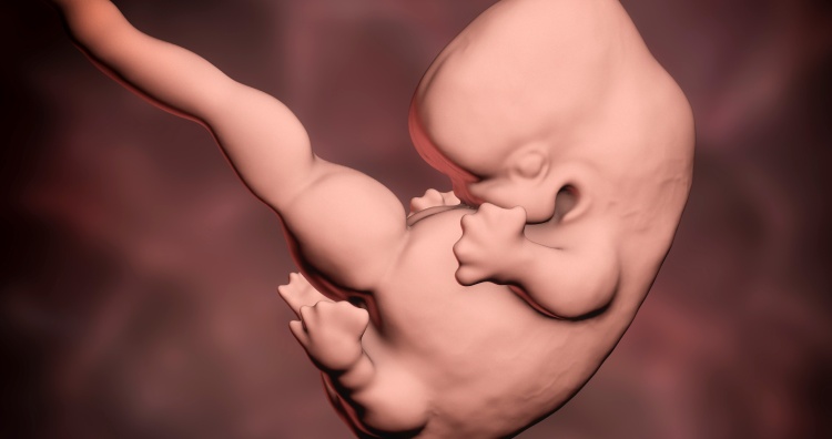 Human embryo, scientifically accurate 3D illustration