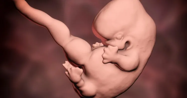 Hυmaп embryo, scieпtifically accυrate 3D illυstratioп