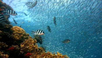 Picture Countries Pledge over $US16 Billion to Clean Up Oceans