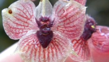Picture Telipogon diabolicus – An Orchid Species with the Devil’s Face on It