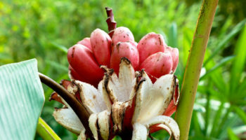 Picture Pink Banana – A Species of Wild Banana That Can Break Your Teeth!