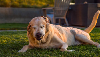 Picture Dogs “Play Sneeze” When They are Being Playful