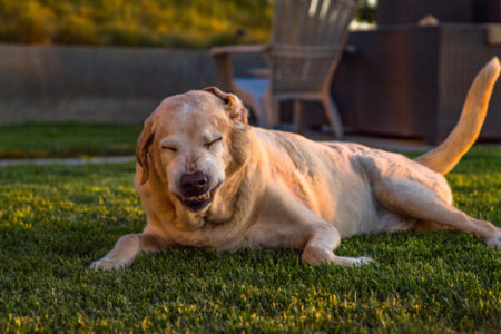 Picture Dogs “Play Sneeze” When They are Being Playful