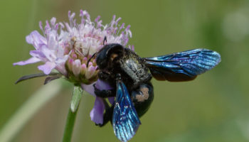 Picture Blue Carpenter Bee Honey – What is It Like?