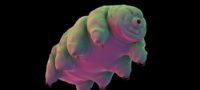 Picture 30 Interesting Facts About Tardigrades