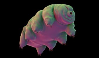 Picture 30 Interesting Facts About Tardigrades