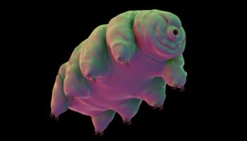 Picture 30 Interesting Facts About Tardigrades